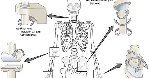 CBSE Papers, Questions, Answers, MCQ: CBSE Class 6 - Science - CH 8