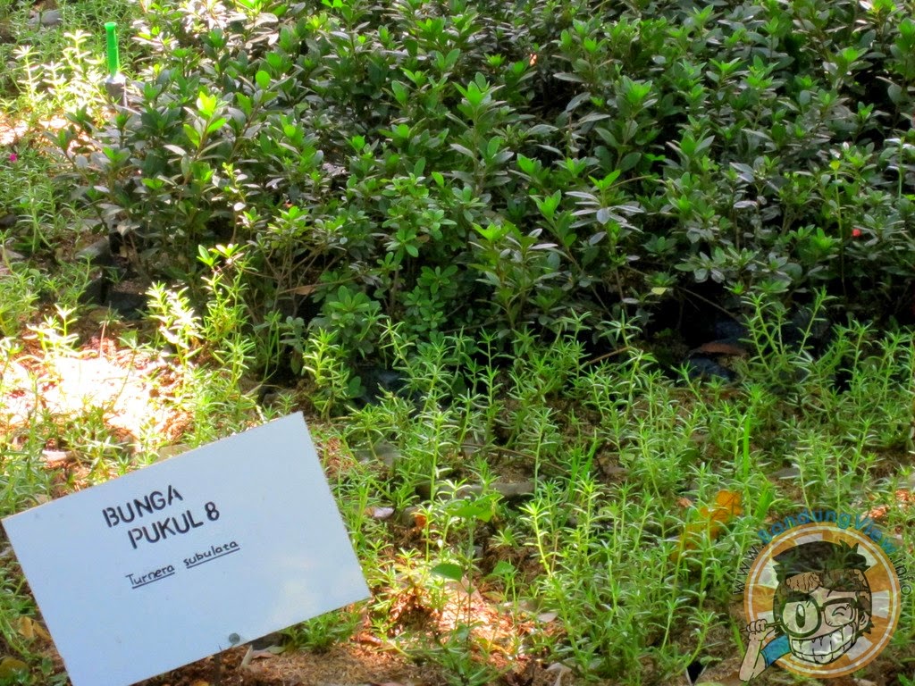 Bunga pukul 8 - Taman pustaka bunga kandaga puspa