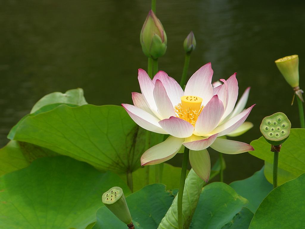 Pink And White Mixed Lotus Photos Pink And White Mixed Lotus Photos