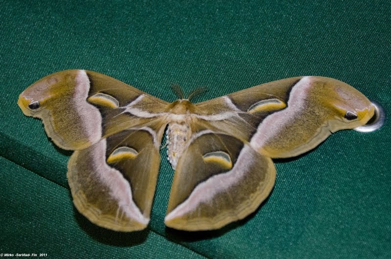 La Quadratura del Cerchio: The Butterfly Effect
