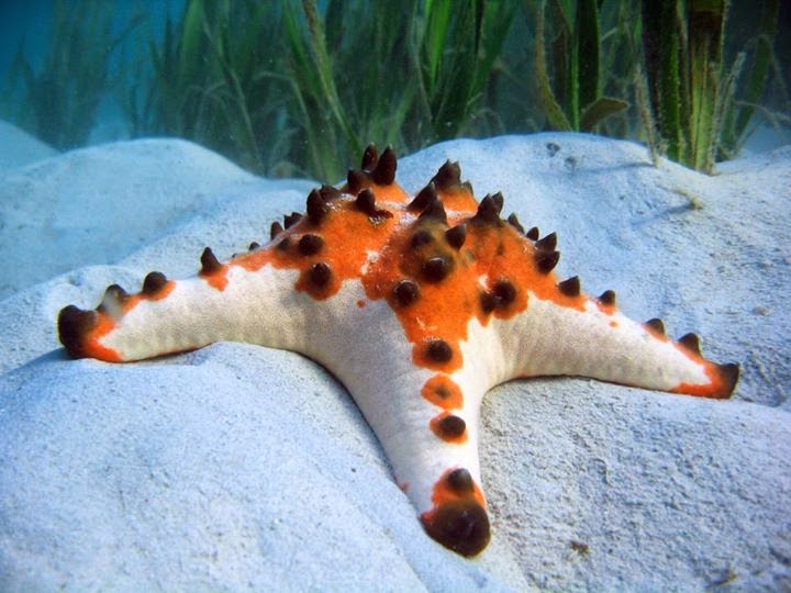 Pamacca Bintang Laut di Pulau Barang Lompo