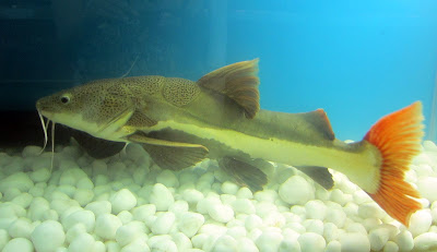 Red Tail Catfish Red Tail Catfish