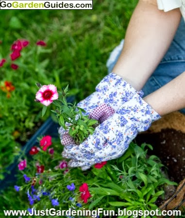 Gardener Holds Final Flower to Plant in Hanging Basket with Pink Flowers Gardener Holds Final Flower to Plant in Hanging Basket with Pink Flowers
