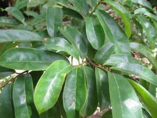 Cara Mengolah Daun Sirsak Cara Mengolah Daun Sirsak