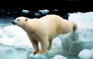 Beruang Kutub (Polar Bear)