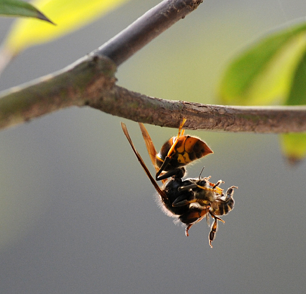 بالصور معركة النحل والدبابير البرية Bees+06