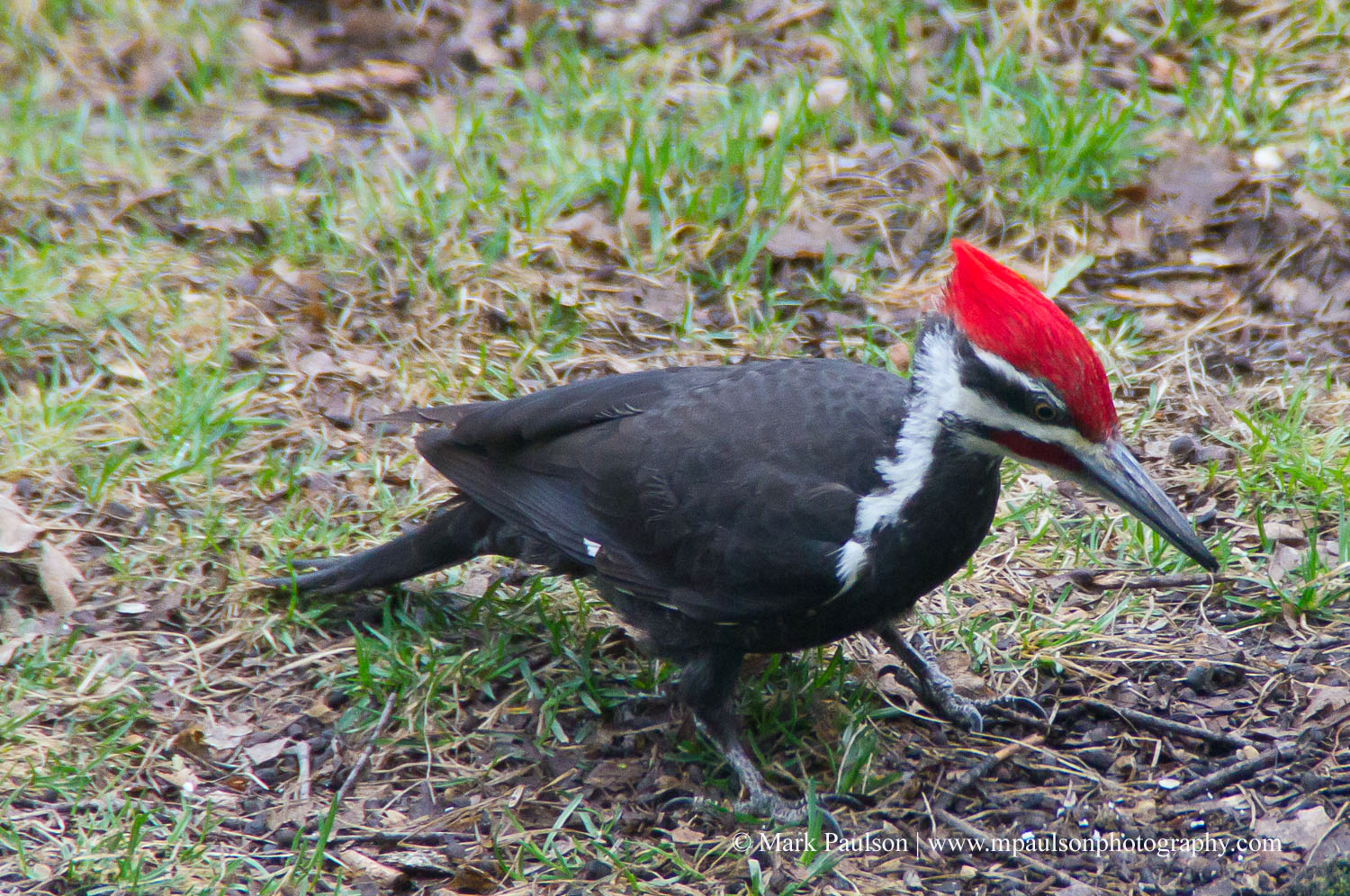 MAP Artistic Photography: Photo of the Day: Pileated Woodpecker, Minnesota