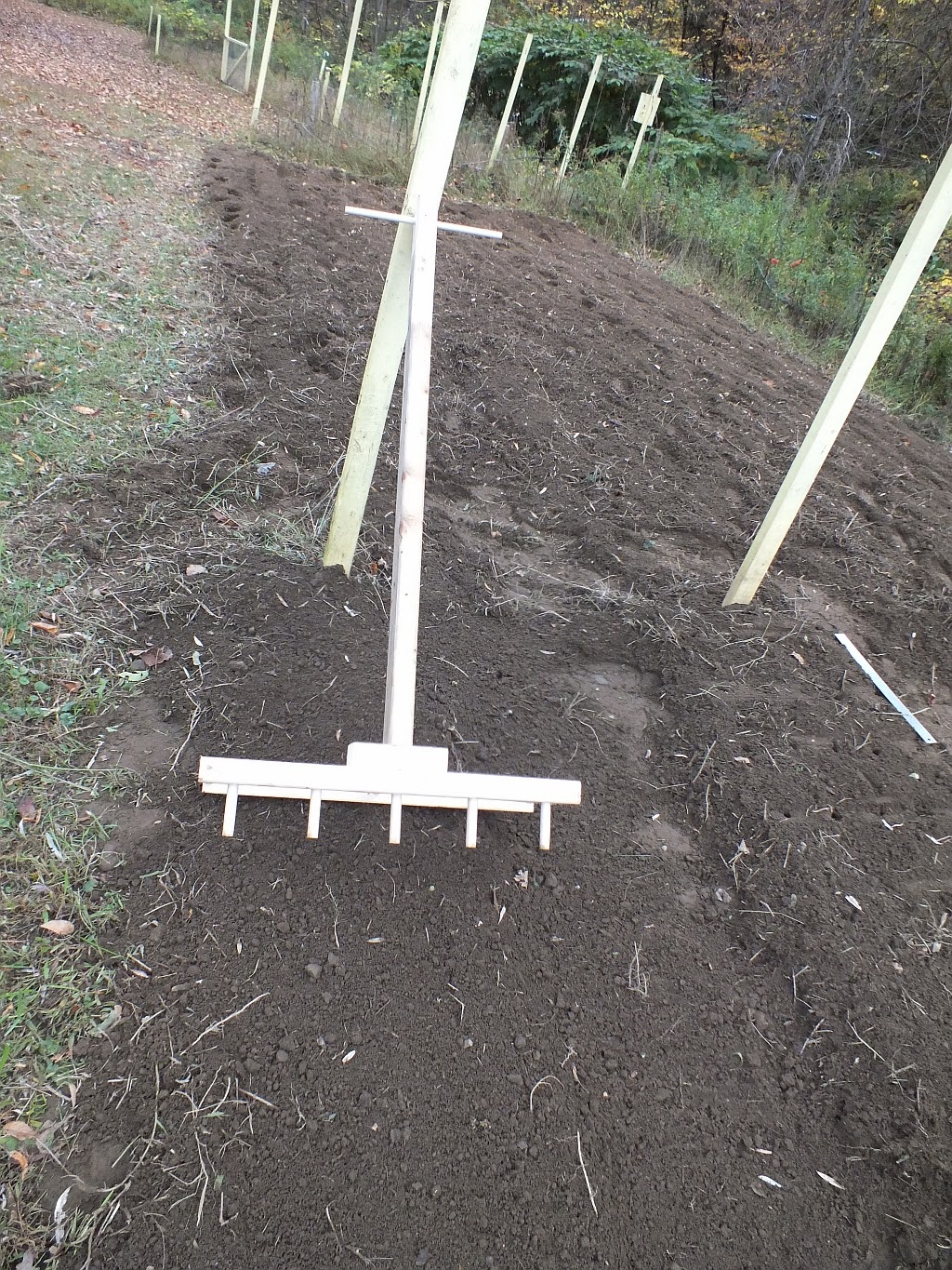 East Becket Gardens Seasonal Observations Garlic, Shallots, Potato