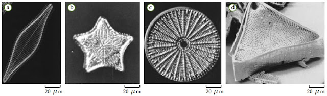 Ciri-Ciri Protista Mirip Tumbuhan (Alga / Ganggang) | Gambar, Contoh, Klasifikasi Protista Mirip Tumbuhan