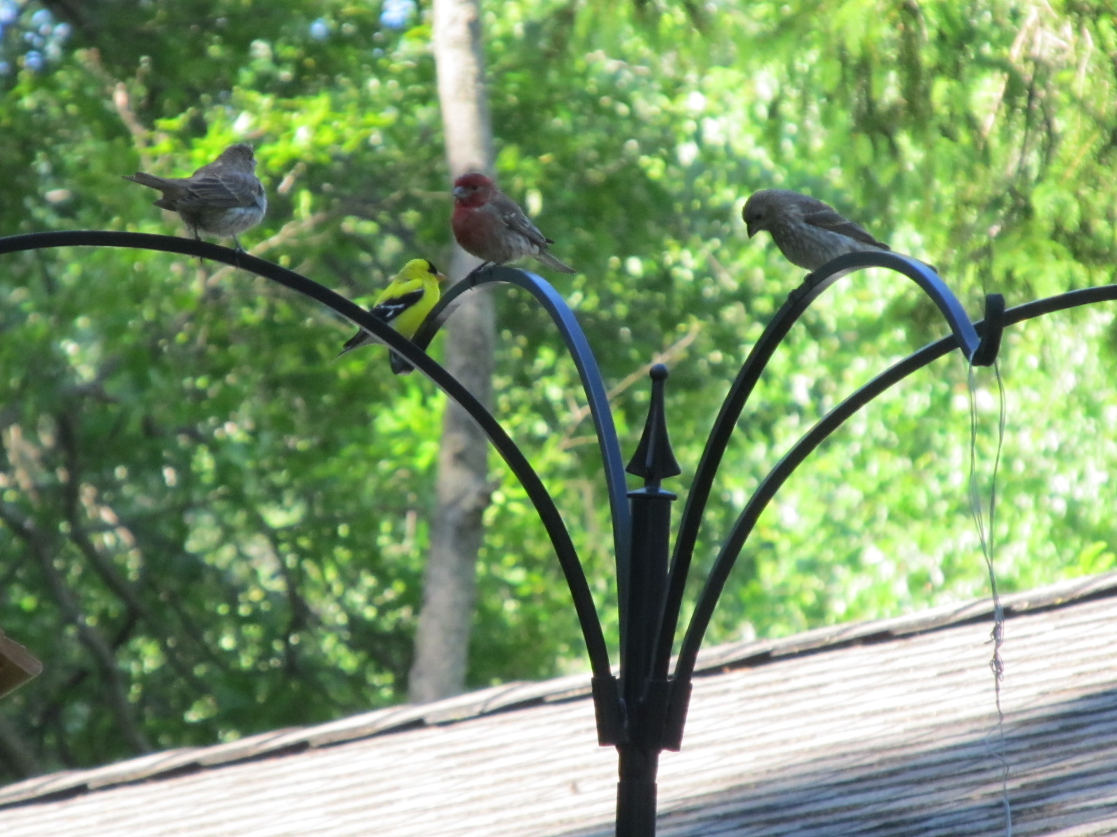 Nesting Ranch Birds photos in April and May with our new Deer Proof