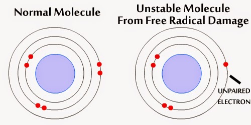 Unstable Molecule for Free Radical Damage Unstable Molecule for Free Radical Damage