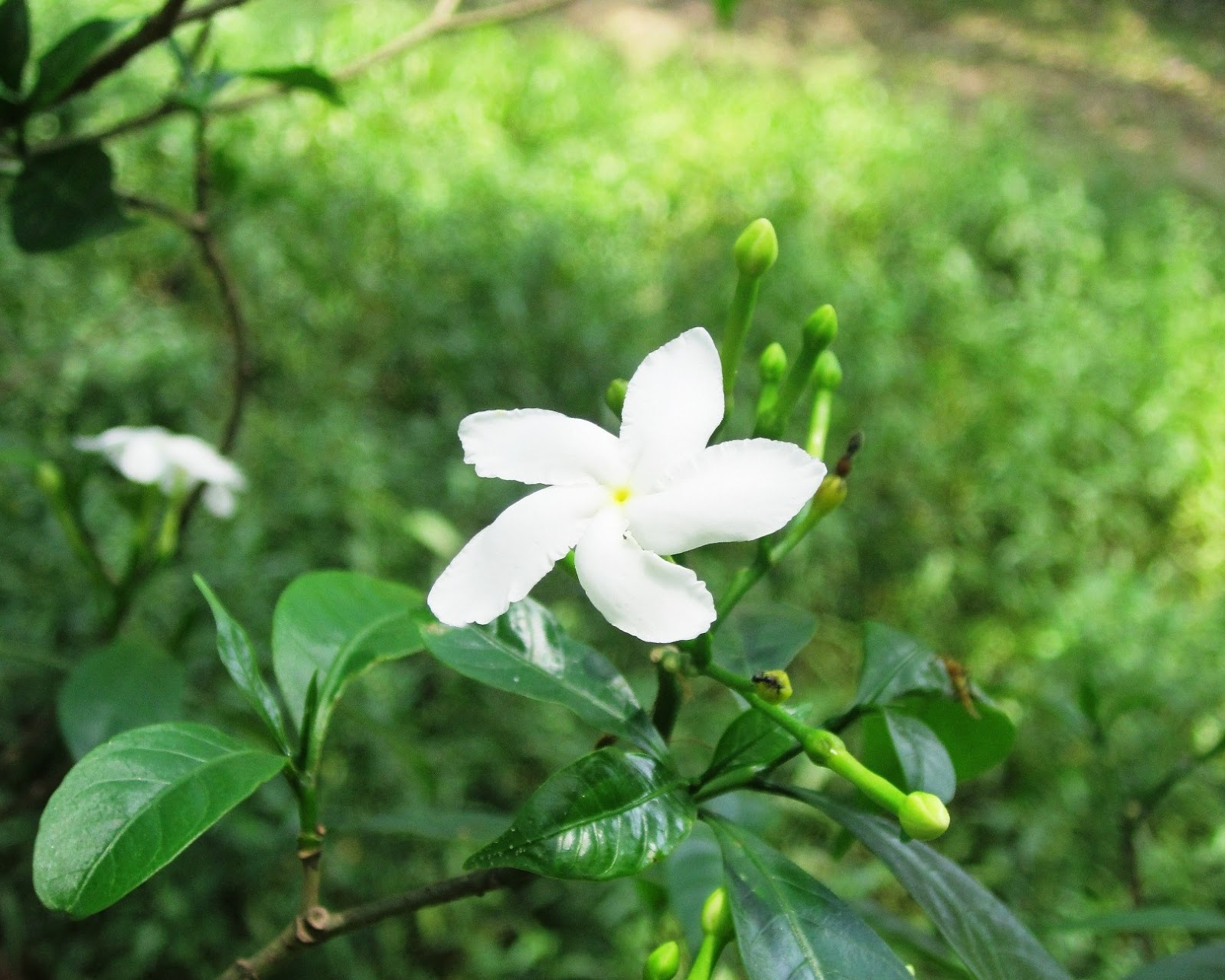 Shiuli Flower Bangladesh Explorer