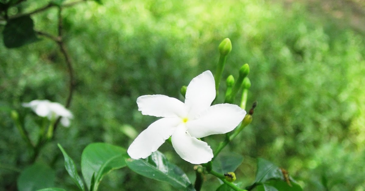 Shiuli Flower Bangladesh Explorer