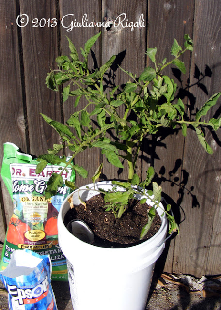 Mystery Tomato plant with Dr. Earth Fertilizer and Epsom Salt.