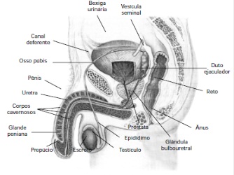 tratamento para disfunção eretil apos a prostatectomia radical
