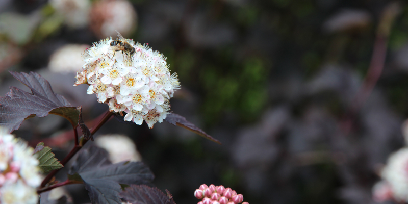 Blærespiræa, blærespirea Blærespiræa, blærespirea