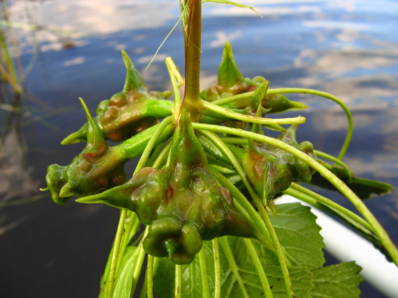 Water chestnut (chilim, rogulnik) 29 Water chestnut (chilim, rogulnik) 17