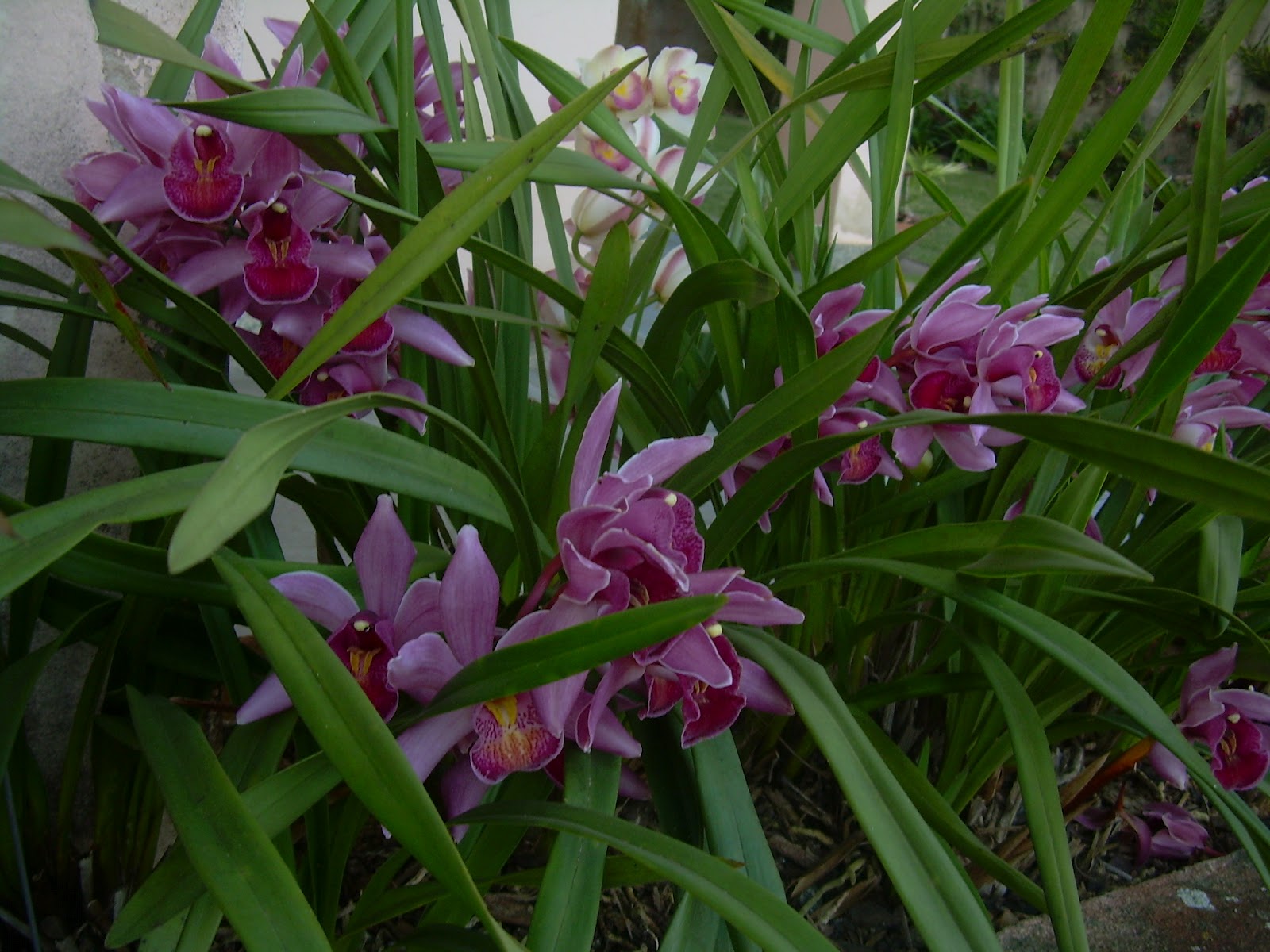 fotos jardins tropicais:Veja mais fotos de jardins tropicais em: http://www.mariaidasaudade fotos jardins tropicais:Veja mais fotos de jardins tropicais em: http://www.mariaidasaudade