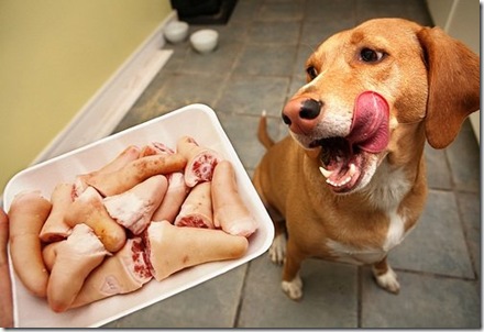 Is It Ok If My Cat Ate Dog Food Is It Ok If My Cat Ate Dog Food