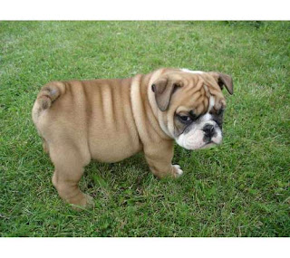 little english bulldog pets dog puppy puppies species breeds animal little english bulldog pets dog puppy puppies species breeds animal