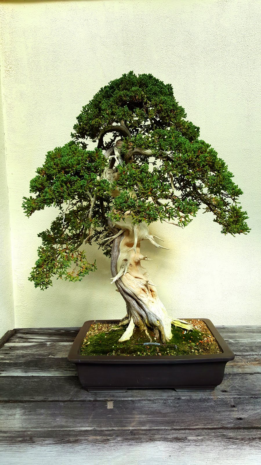 Bonsai Misadventures Artistic Elements In Bonsai The Focal Point Bonsai Misadventures Artistic Elements In Bonsai The Focal Point