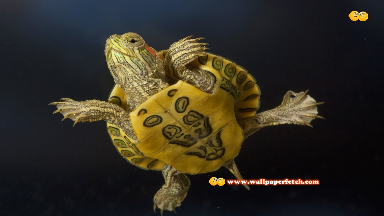 http://4.bp.blogspot.com/-CLiTmr8Cl7w/TwcET7zDhkI/AAAAAAAAKcg/l3tt072E66A/s1600/1286318426_v_mire_jivotnih_4_39.jpg