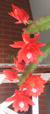 cactus orquídea epiphyllum vermelha