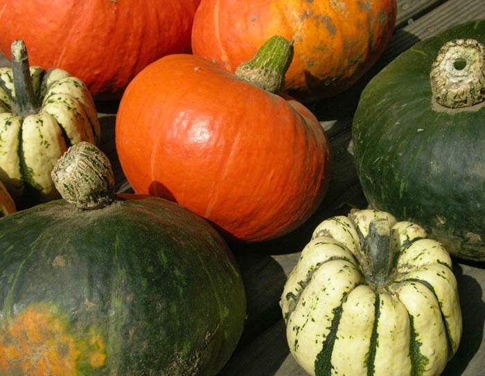 Studio and Garden: The Vegetable Garden Turns Toward Fall