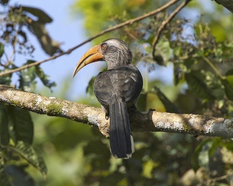 Photographs are moving in the world About & list of Kerala Birds