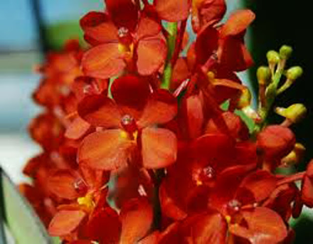  Lan Ascocentrum curvifolium