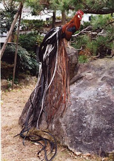 Ayam Onagadori Merah Hitam Onagadori Red Breasted Black