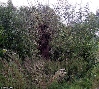 Salix Caprea X Cinerea Subspesies Oleifolia X Purpurea X Viminalis