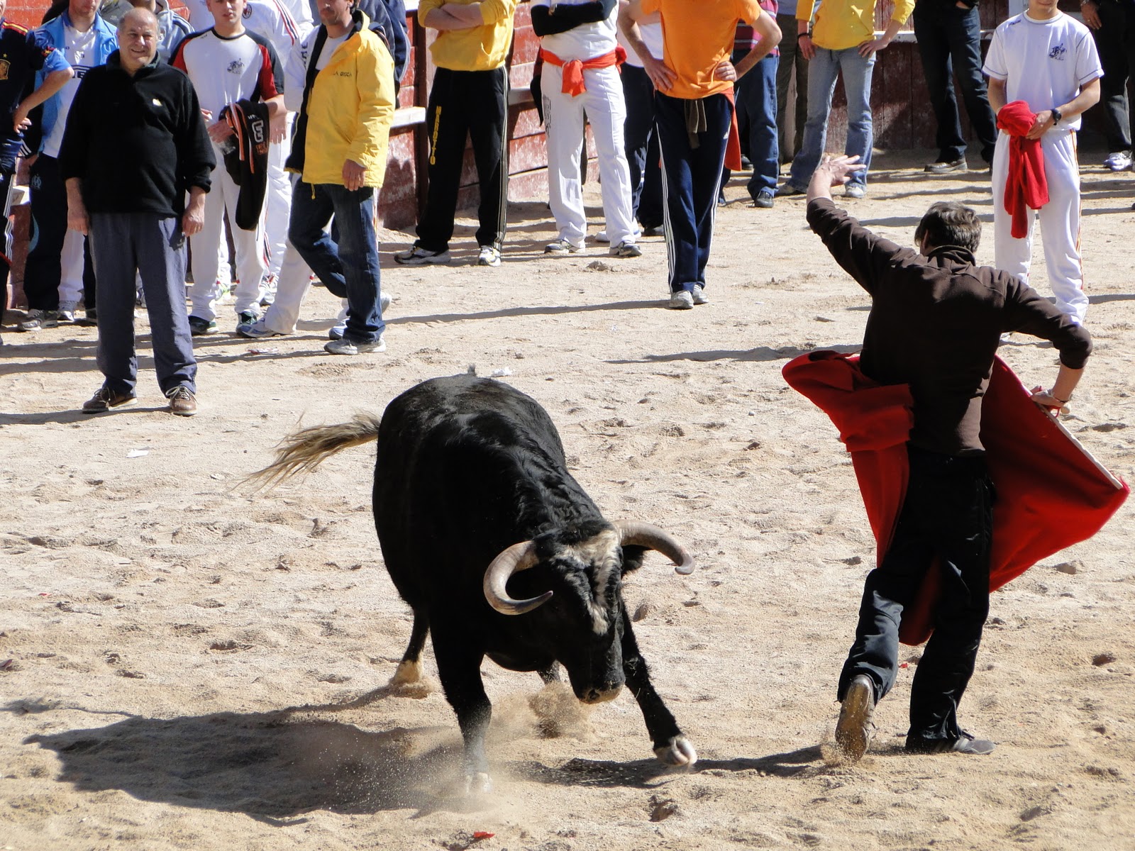 El Carnaval del Toro, declarado Espectáculo Taurino Tradicional Almas