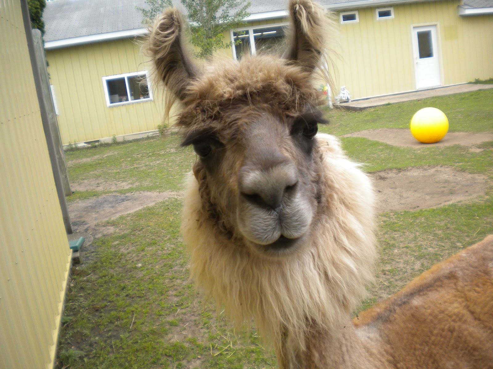 llamas kissing