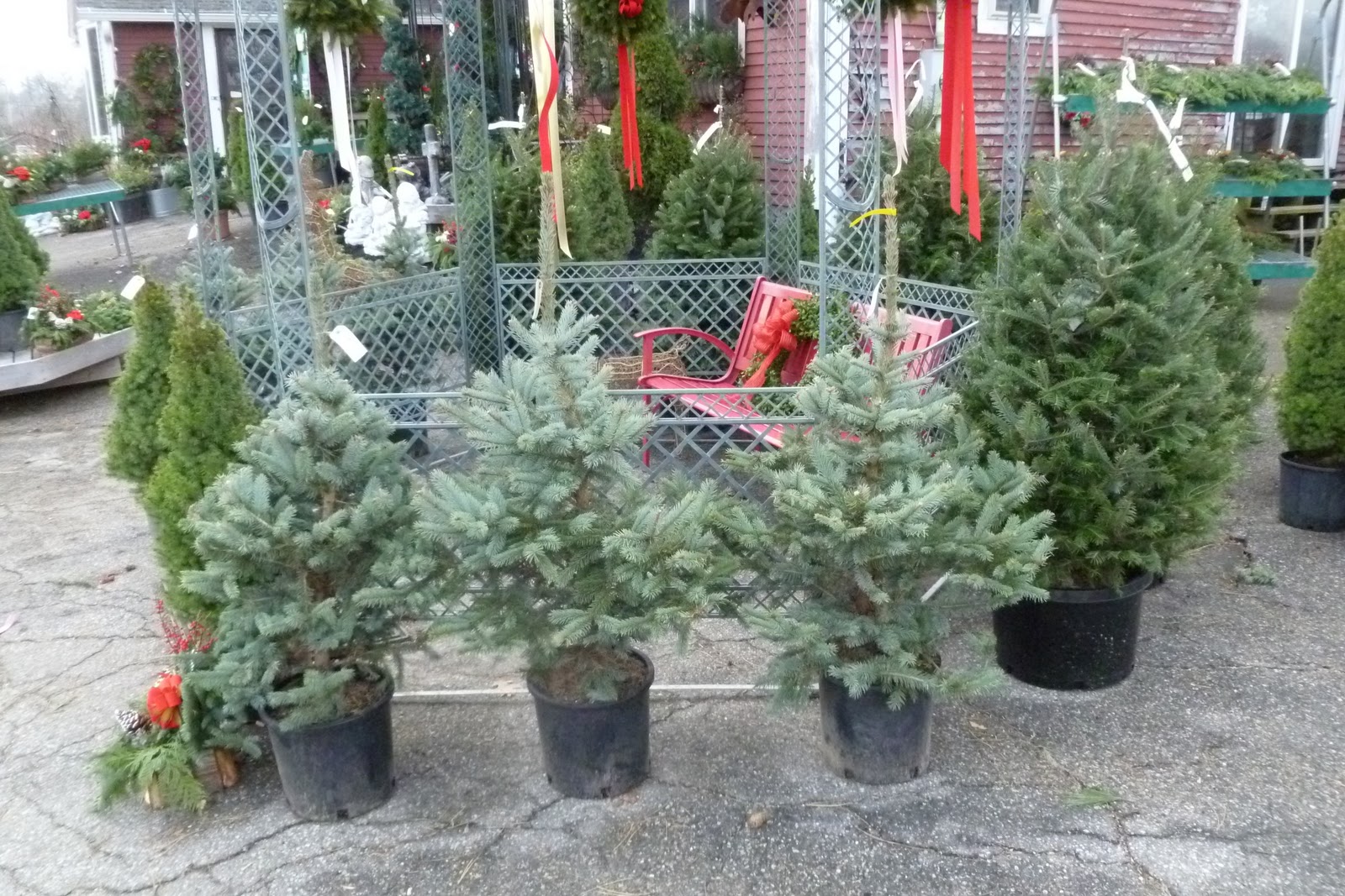 A Guide To Northeastern Gardening Evergreen Trees Shrubs
