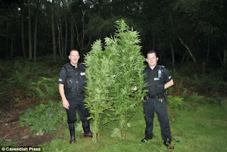 plantar maconha plantar maconha