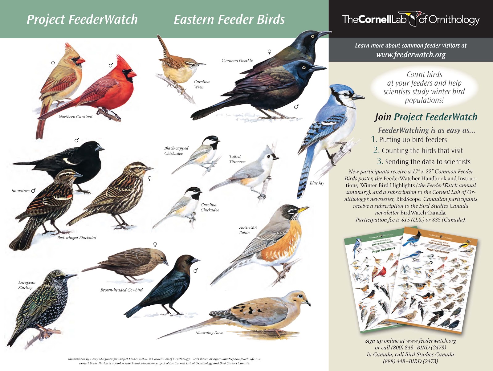 Backyard Bird Identification Chart