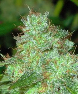 Uruguai vai selar a legalização da maconha legalização completa da maconha