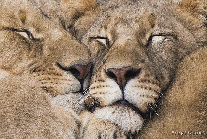 Dangerous of Wild Animals: Lion Couple Making Love Before Mating - Jungle  World