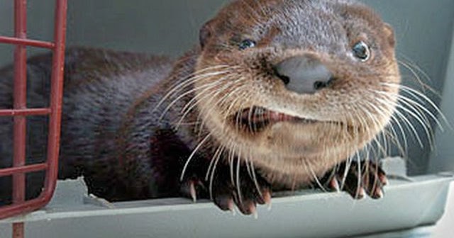 All Funny,Cute,Cool and Amazing Animals Funny Otter
