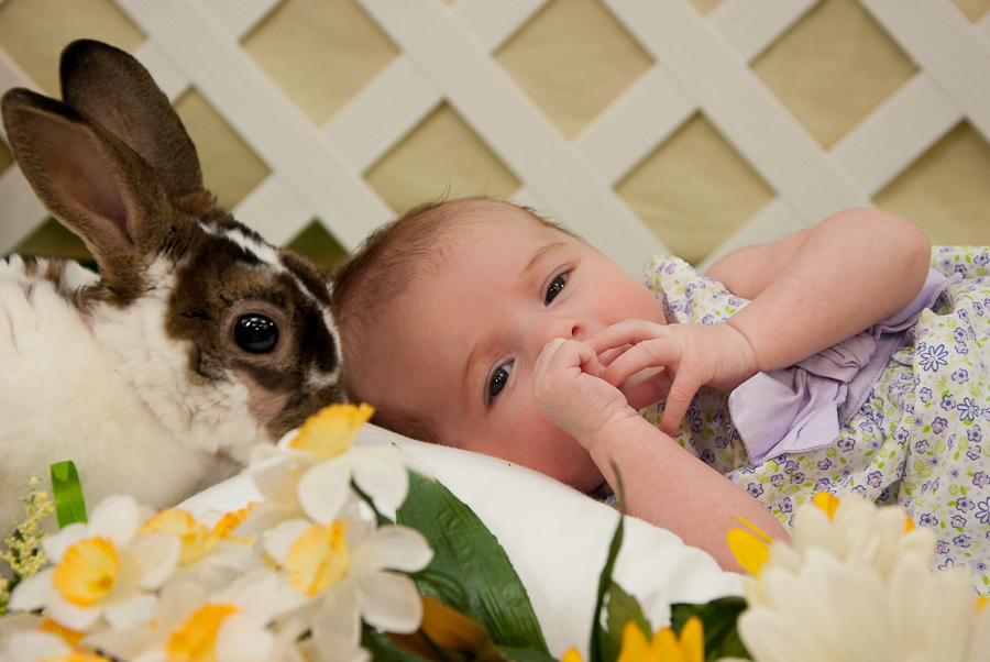 Classic Creations Photography Live Bunny and Baby Chicks Portrait