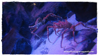 ocean park hong kong reviews what to do in hong kong with kids