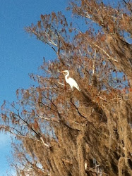 White Ibis