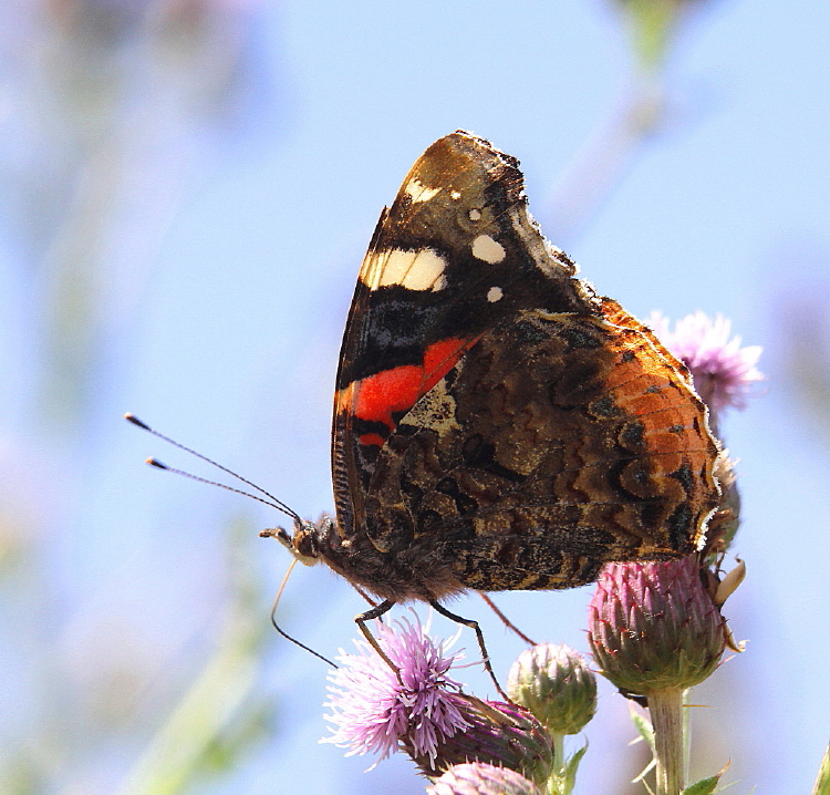 Pittswood Birds Pittswood Butterfly Gallery