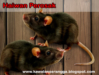 Contoh haiwan perosak rumah Contoh haiwan perosak rumah