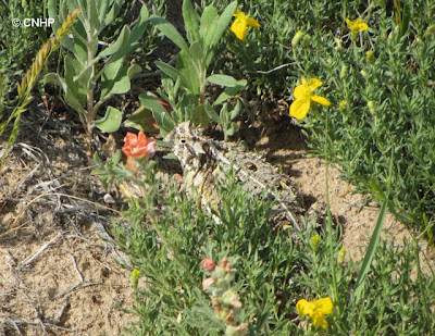 Phrynosoma cornutum
