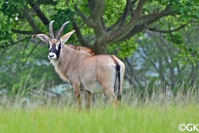 Roan Antilope (Pantholops hodgsonii)
