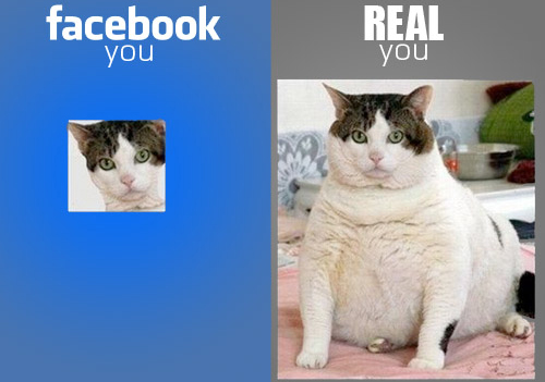 Liar Cat