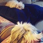 Rory watching Chloe nap on her pillows. dogs on pillows