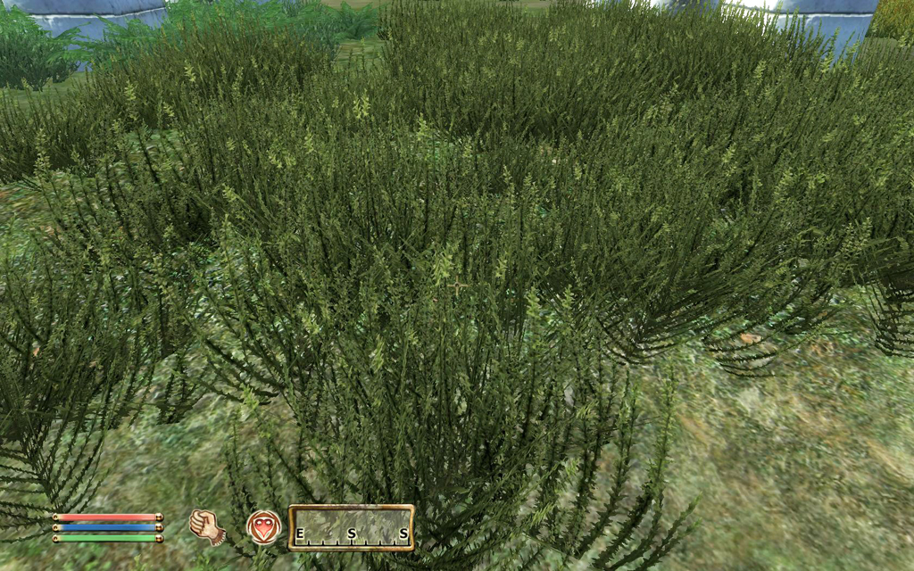 Forest Grass